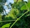 Passiflora foetida L.